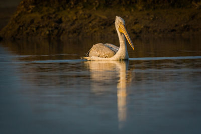 View of duck swimming in lake