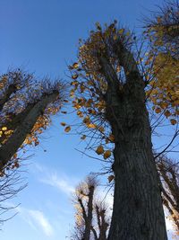 Low angle view of tree against clear blue sky