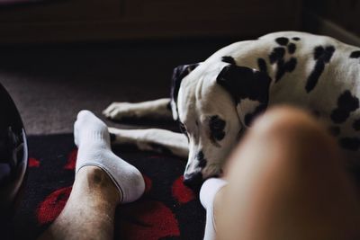 Dog lying on floor