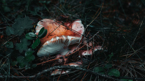 Close-up of wild mushroom on forest floor