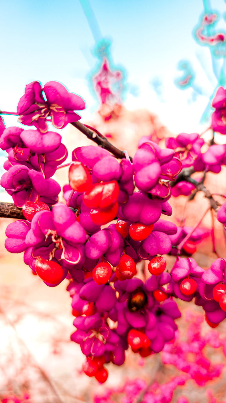 plant, freshness, pink, flower, nature, blossom, beauty in nature, petal, tree, flowering plant, growth, macro photography, close-up, no people, red, branch, springtime, food and drink, produce, spring, fruit, outdoors, food, sky, fragility, day, focus on foreground, leaf, selective focus, vibrant color, healthy eating, sunlight