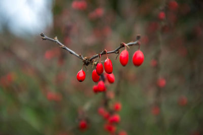 Close-up of red berries growing on tree