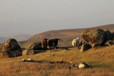 Cows on field against clear sky