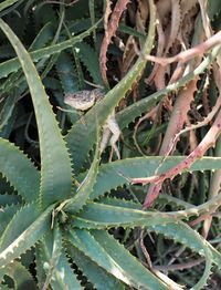 Close-up of plant