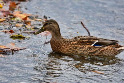 Side view of a duck in lake