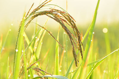 Close-up of wet crops growing on field