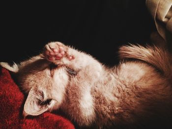 Close-up of cat sleeping