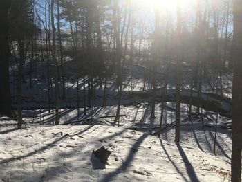 Trees on snow covered landscape