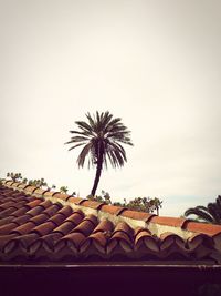 Low angle view of palm tree and building against sky