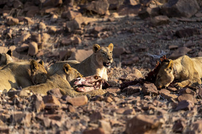 A family of desert lions eats the remains of a zebra carcass