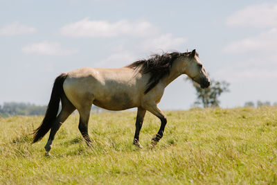 Side view of horse on field