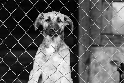 Portrait of a dog looking away