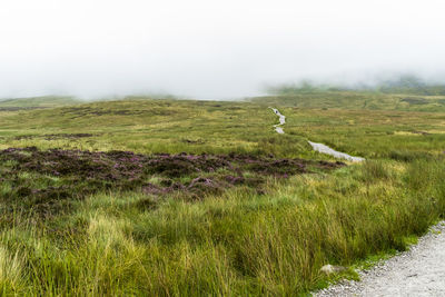 Scenic view of grassy field against foggy sky