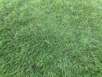 Full frame shot of grass on land