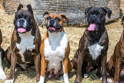 High angle view of dogs on grass