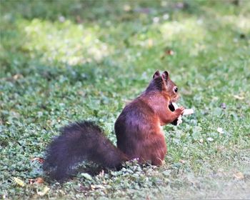 Squirrel on a field