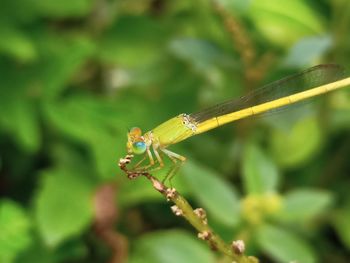 Close-up of insect