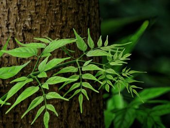 Plant growing by tree