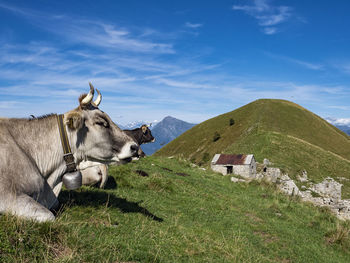 Cow grazing in the italian alps