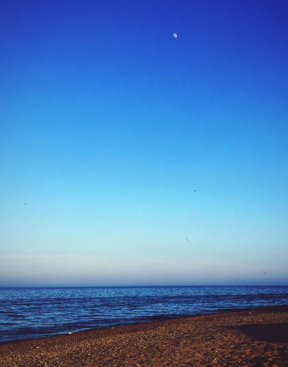 sea, clear sky, copy space, blue, horizon over water, flying, water, beach, tranquility, tranquil scene, scenics, beauty in nature, bird, nature, sand, shore, animal themes, idyllic, wildlife, mid-air