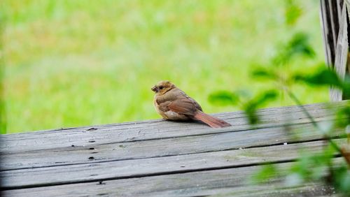 Close-up of bird perching on wood