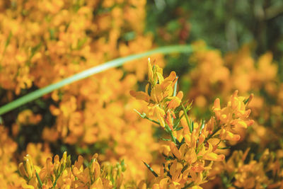 Close-up of yellow flowering plant on field