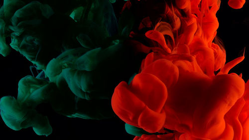 Close-up of red and green liquid over black background