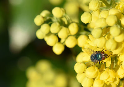 Close-up of insect on yellow flower