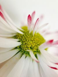 Close-up of pink flower