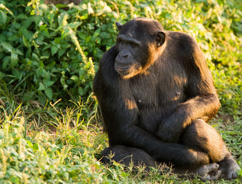 Chimpanzee sitting on grassy field