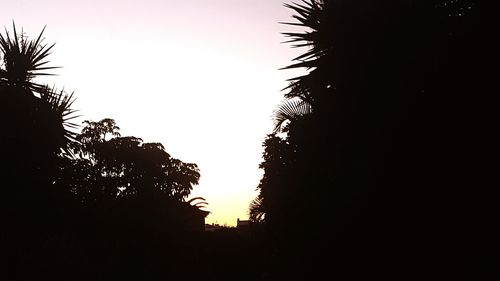 Low angle view of silhouette trees against clear sky