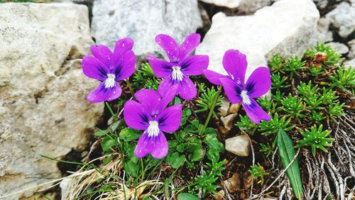 Close-up of purple flowering plants