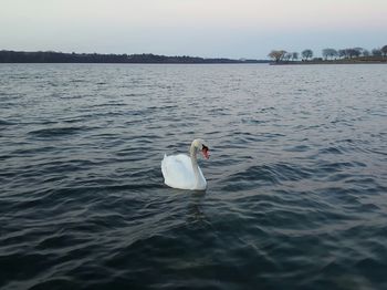 Swan swimming in lake against sky