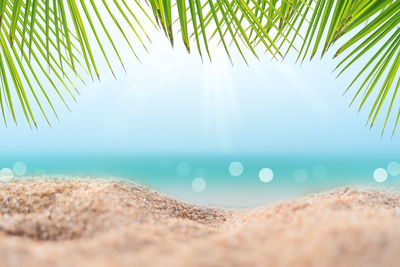 Close-up of palm tree by sea against sky