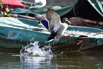 Close-up of bird flying over lake