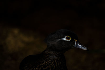 Close-up of duck at night