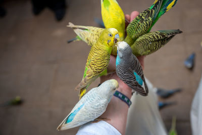 Midsection of person feeding bird