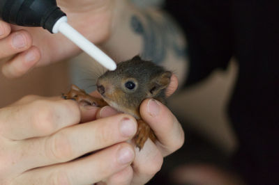 Close-up of hand holding squirrel