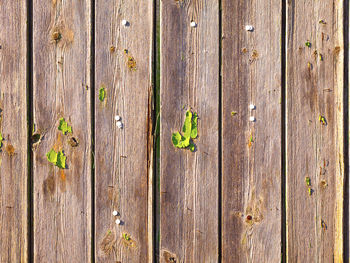 Full frame shot of plants growing in old wooden fence