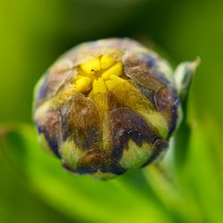 Close-up of honey bee on flower