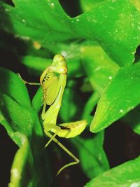 Close-up of insect on plant