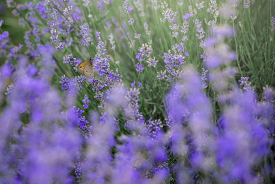 Close-up of purple flowering plants on field