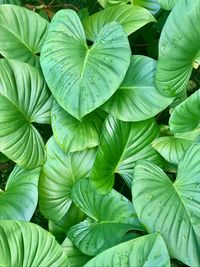 Full frame shot of leaves