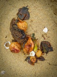 High angle view of shells on sand at beach