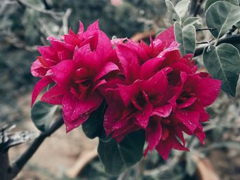 Close-up of pink flowers