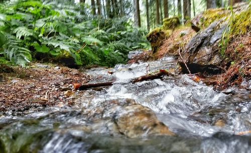 Close-up of water flowing in forest