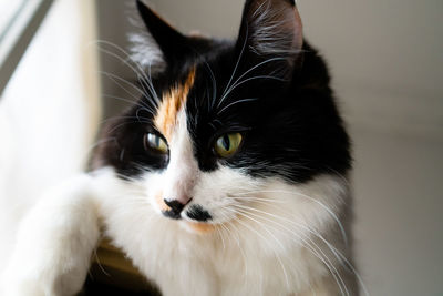 Close-up portrait of a cat