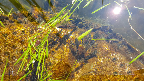 Close-up of plants in water