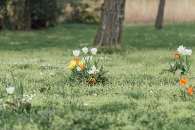 Plants growing on field