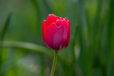 Close-up of red tulip